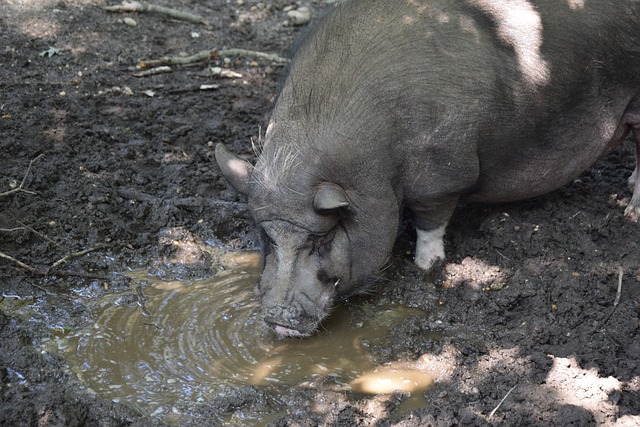 快船连胜终 快船连胜终