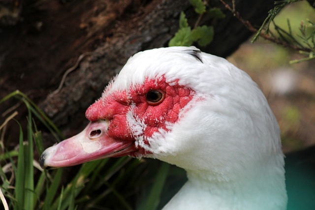 前行的决心 前行的决心