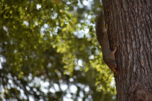 球体操迷们 球体操迷们